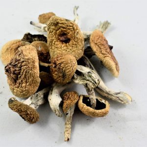 Albino A+ Cubensis Mushrooms