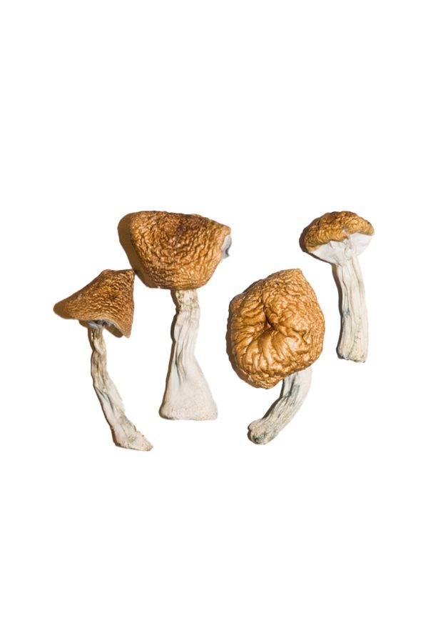 Burma Cubensis Mushrooms