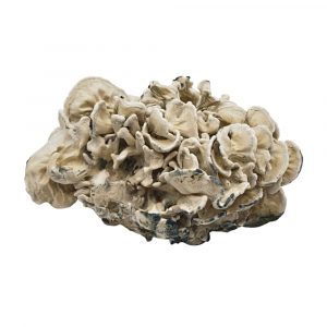 Enigma Cubensis Mushroom