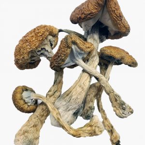 Cambodian Cubensis Magic Mushrooms