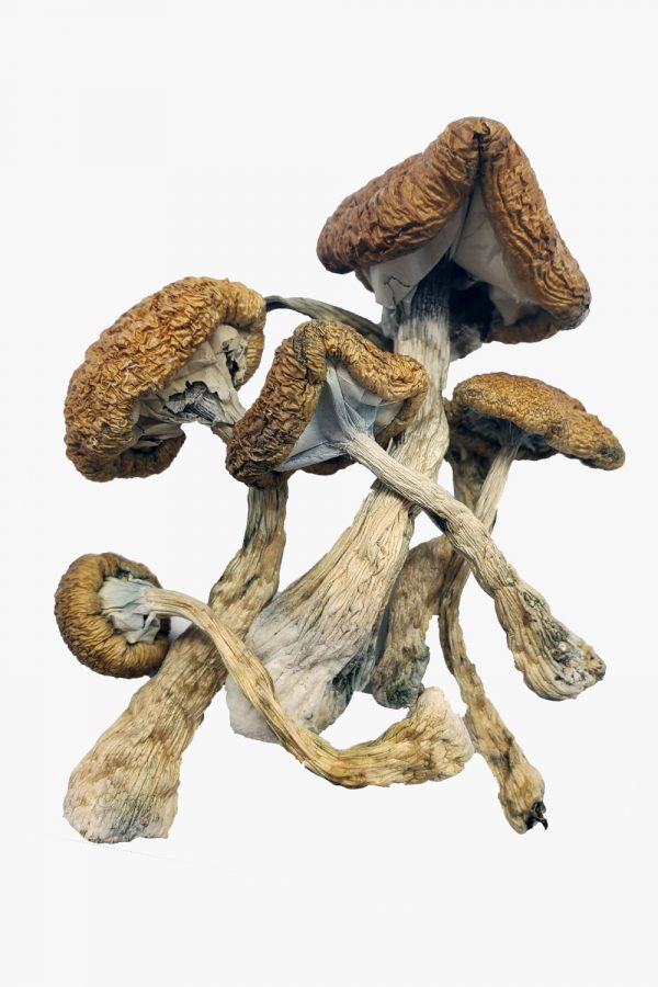 Cambodian Cubensis Magic Mushrooms